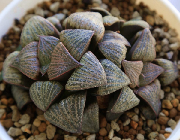 十二卷寿最漂亮的品种