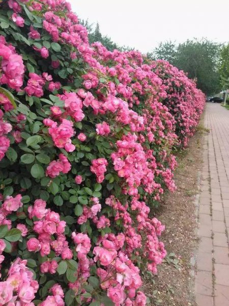 爬墙月季哪个品种好看花期长