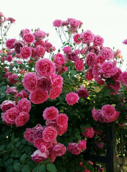 爬墙月季哪个品种好看花期长