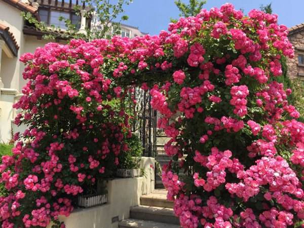 爬墙月季哪个品种好看花期长