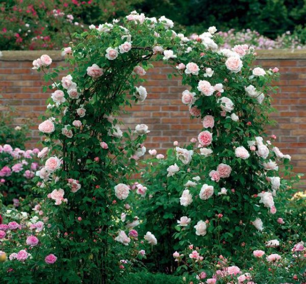 爬墙月季哪个品种好看花期长