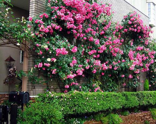 爬墙月季哪个品种好看花期长
