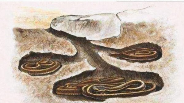 冬眠的蛇会咬人吗