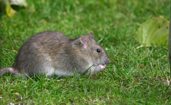 冬眠的蛇会咬人吗