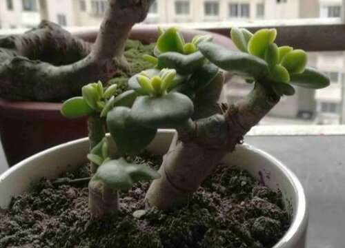 植物换盆后僵苗怎么处理