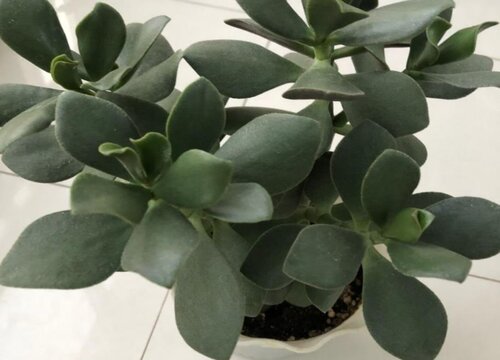 植物换盆后僵苗怎么处理