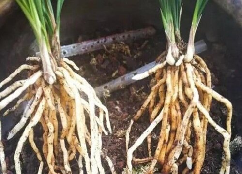 植物换盆后僵苗怎么处理