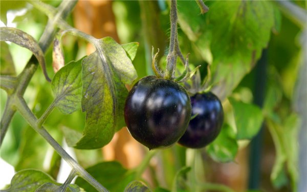 农业种什么短快最赚钱