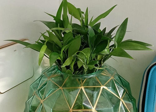 竹柏放室内对人的好处