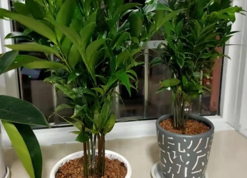 竹柏放室内对人的好处