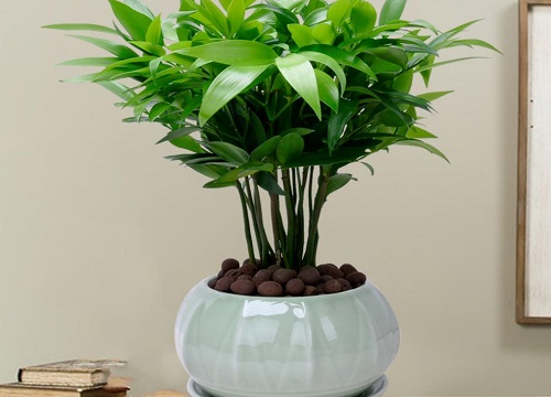 竹柏放室内对人的好处