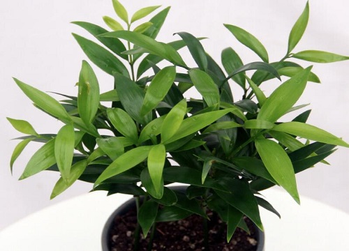 竹柏放室内对人的好处