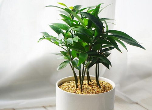 竹柏放室内对人的好处