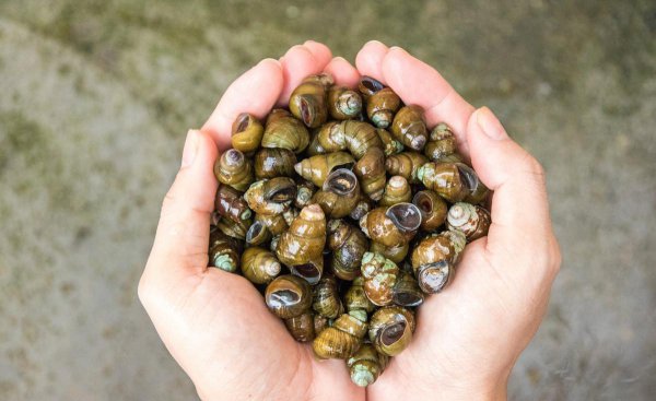 小田螺怎么清洗才干净