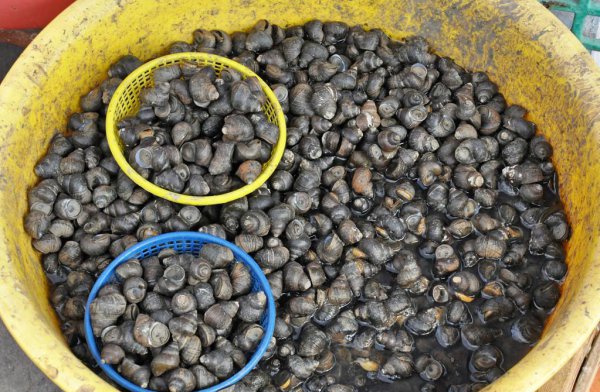 小田螺怎么清洗才干净