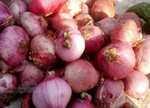 洋葱11月多还可以种吗