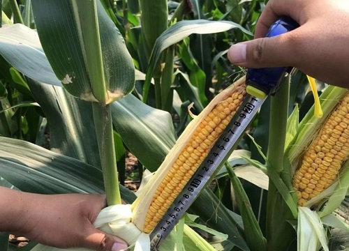 登海710玉米品种简介