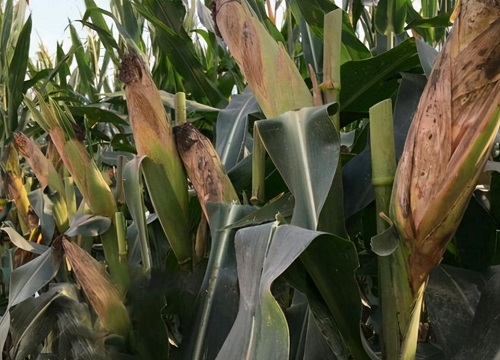 登海710玉米品种简介