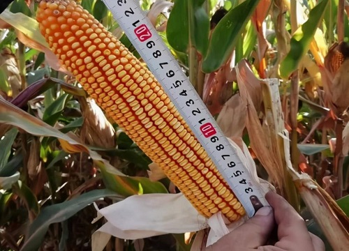 登海710玉米品种简介