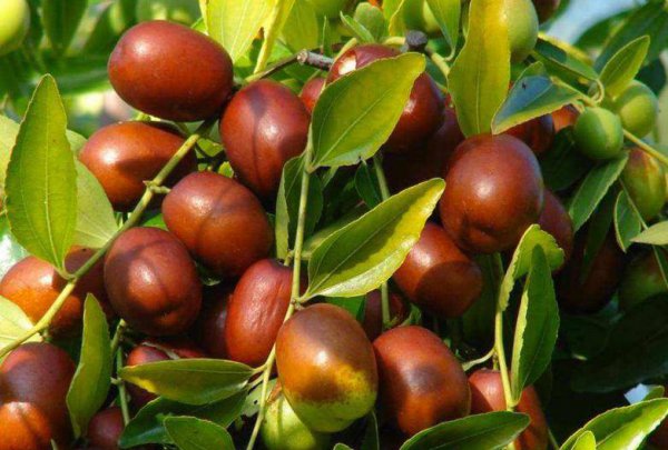 门前不能种的五种树