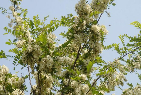 门前不能种的五种树