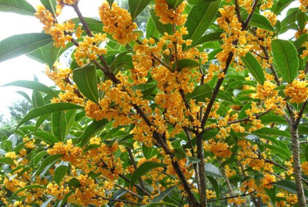 门前不能种的五种树