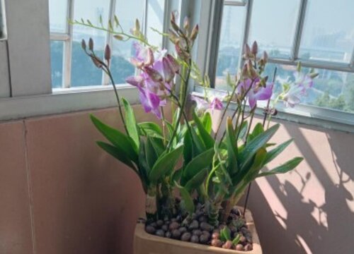 石斛兰换盆什么时候最适宜