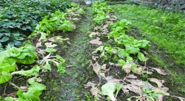 白菜烂根什么原因造成的