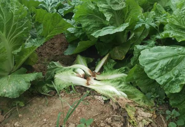 白菜烂根什么原因造成的