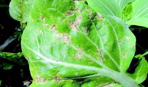 白菜烂根什么原因造成的