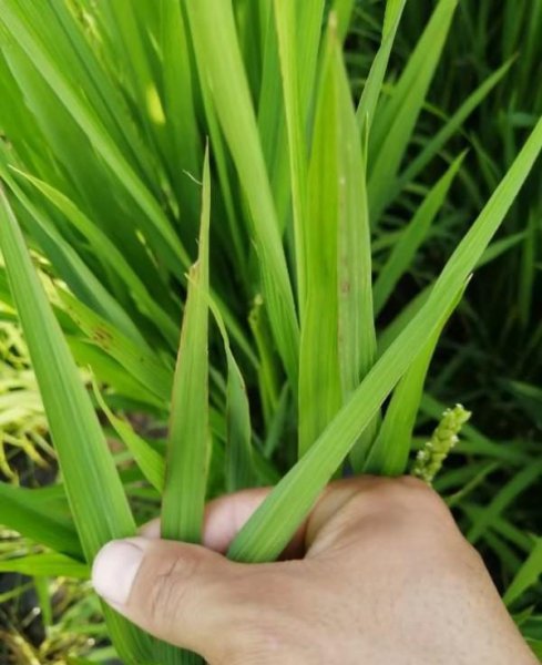 水稻什么时候施孕穗肥最好