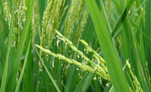 水稻什么时候施孕穗肥最好