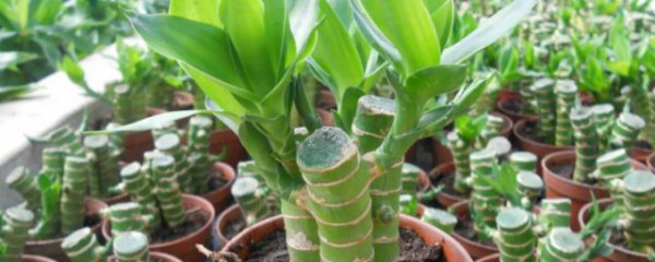 富贵竹叶子怎么修剪