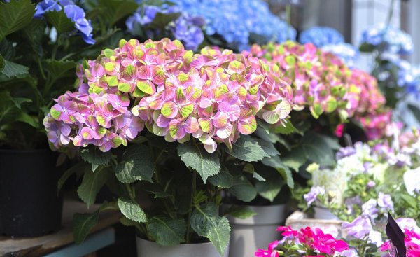 送母亲的礼物排行榜