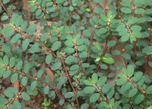 地锦是什么植物类别