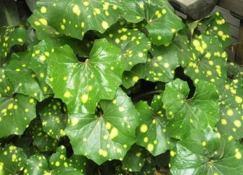 地锦是什么植物类别