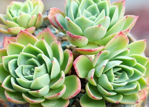 自己养的多肉为什么会烂根