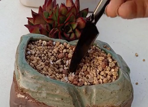 自己养的多肉为什么会烂根