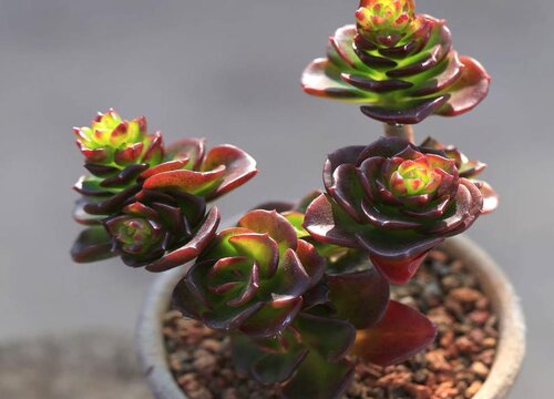 自己养的多肉为什么会烂根