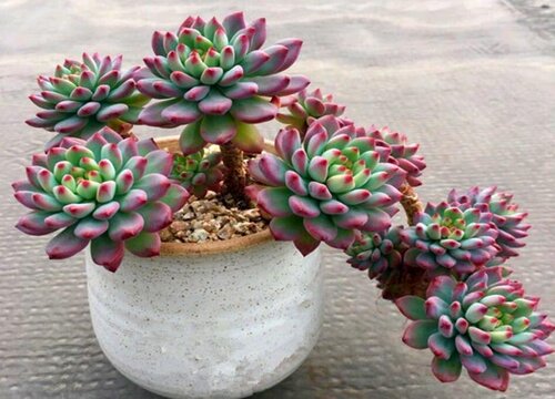 自己养的多肉为什么会烂根