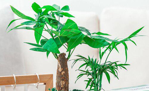 招财树怎么过冬天