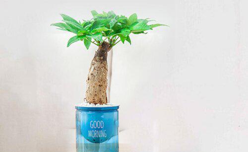 招财树怎么过冬天