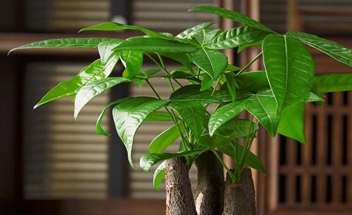 招财树怎么过冬天