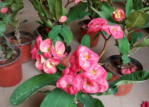 刺梅几天浇一次水比较好