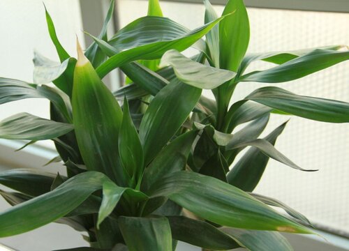 富贵竹可以晒太阳吗