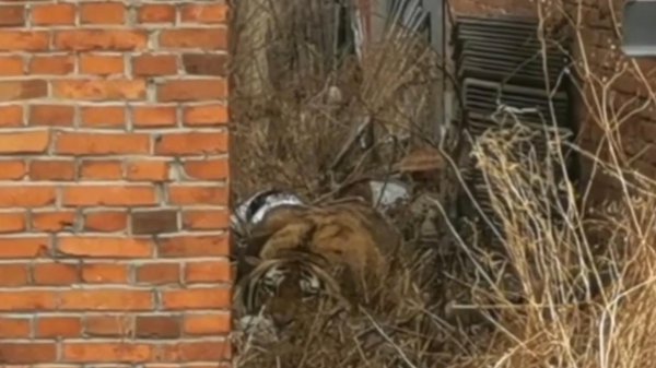 老虎和棕熊谁厉害