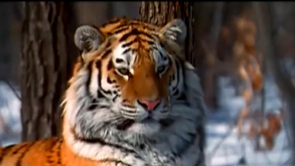 老虎和棕熊谁厉害