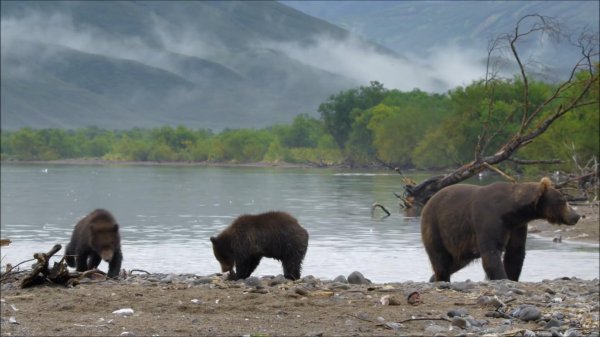 老虎和棕熊谁厉害