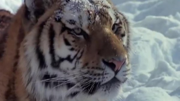 老虎和棕熊谁厉害