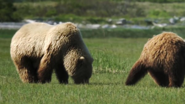 老虎和棕熊谁厉害